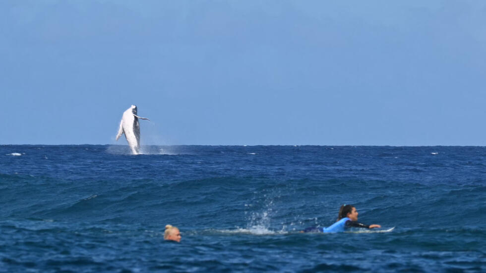 Une baleine fait irce alors que la Brésilienne Tatiana Weston-Webb et la Brisa Hennessy (à droite) du Costa Rica s'affrontent dans les demi-finales féminines de surf lors des Jeux olympiques de Paris 2024 à Tahiti.