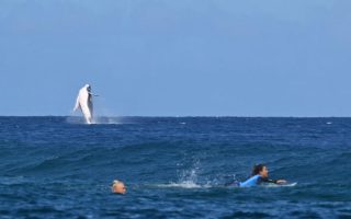 Une baleine fait irce alors que la Brésilienne Tatiana Weston-Webb et la Brisa Hennessy (à droite) du Costa Rica s'affrontent dans les demi-finales féminines de surf lors des Jeux olympiques de Paris 2024 à Tahiti.