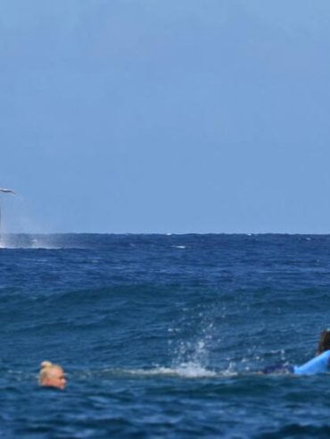 Une baleine fait irce alors que la Brésilienne Tatiana Weston-Webb et la Brisa Hennessy (à droite) du Costa Rica s'affrontent dans les demi-finales féminines de surf lors des Jeux olympiques de Paris 2024 à Tahiti.