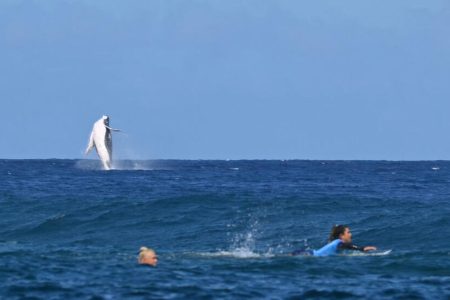 Une baleine fait irce alors que la Brésilienne Tatiana Weston-Webb et la Brisa Hennessy (à droite) du Costa Rica s'affrontent dans les demi-finales féminines de surf lors des Jeux olympiques de Paris 2024 à Tahiti.