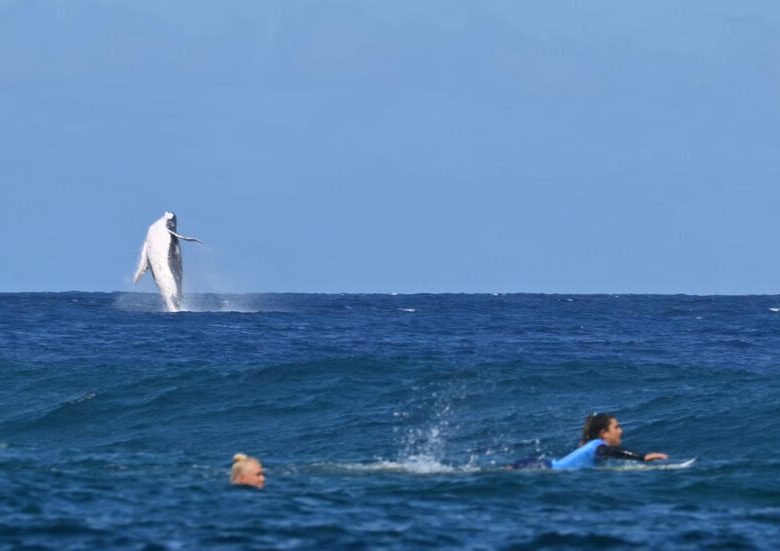 Une baleine fait irce alors que la Brésilienne Tatiana Weston-Webb et la Brisa Hennessy (à droite) du Costa Rica s'affrontent dans les demi-finales féminines de surf lors des Jeux olympiques de Paris 2024 à Tahiti.